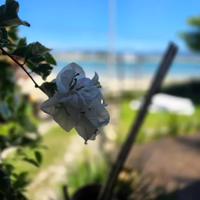 Flor branca do jardim, com a praia ao fundo